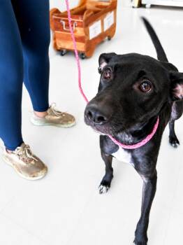 Fancy -  Labrador Retriever and Mixed Breed Dog for Adoption in Saugus, Massachusetts - Fancy | PetCurious
