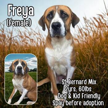 Saint Bernard Dogs Available for Adoption in Lancaster, Kentucky - Freya | PetCurious