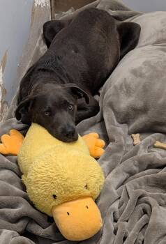 Labrador Retriever Dogs Available for Adoption in Marietta, Ohio - Jasmine | PetCurious