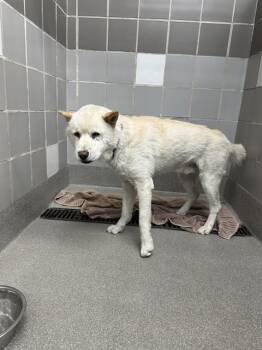 Chow Chow and Siberian Husky Dogs Available for Adoption in Las Vegas, Nevada - JUSTIN | PetCurious