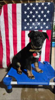 Dino 6971 -  German Shepherd Dog Dog for Adoption in Centreville, Virginia - Dino 6971 | PetCurious