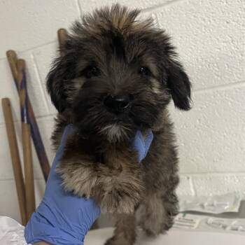 Minx -  Shepherd and Mixed Breed Dog for Adoption in Edinburg, Texas - Minx | PetCurious