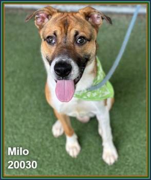 MILO -  Shepherd and Pit Bull Terrier Dog for Adoption in Marietta, Georgia - MILO | PetCurious