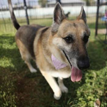 CHARLIE -  German Shepherd Dog Dog for Adoption in San Antonio, Texas - CHARLIE | PetCurious