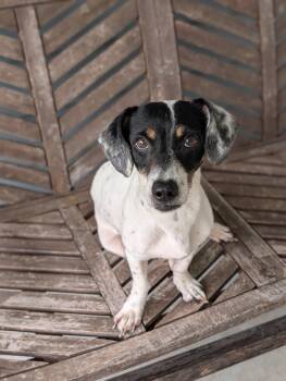 Lady -  Dachshund and Terrier Dog for Adoption in Baton Rouge, Louisiana - Lady | PetCurious