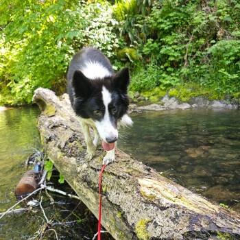 Rescue Cattle Dog and Husky Dogs for Adoption in Oakville, Washington - Bullet | PetCurious