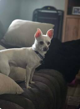 Chihuahua Dogs Available for Adoption in Vacaville, California - Bruiser | PetCurious