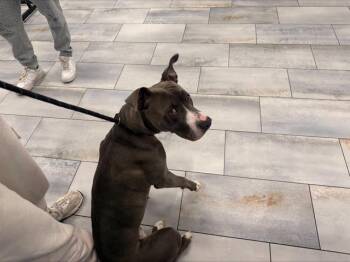 Pit Bull Terrier Dogs Available for Adoption - MARTHA MAE | PetCurious