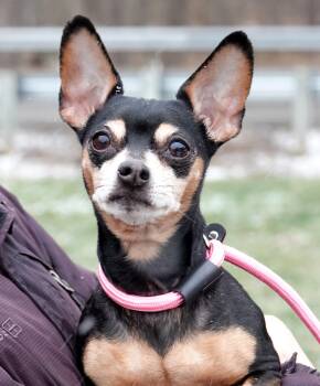 Chihuahua Dogs Available for Adoption - Rosie | PetCurious
