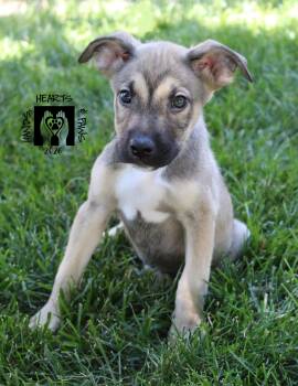 Yeah-Yeah -  Labrador Retriever and Shepherd Dog for Adoption in Omaha, Nebraska - Yeah-Yeah | PetCurious