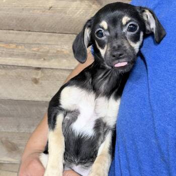 Maple -  Mixed Breed Dog for Adoption in Medford, Oregon - Maple | PetCurious