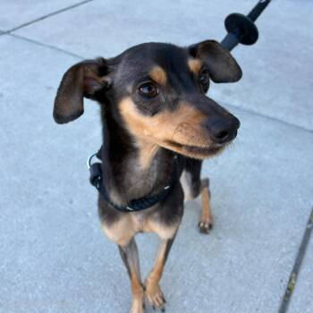 Chihuahua and Miniature Pinscher Dogs Available for Adoption in Chicago, Illinois - Mylo | PetCurious