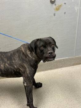 MR. BOOFER -  Mastiff Dog for Adoption in Las Vegas, Nevada - MR. BOOFER | PetCurious
