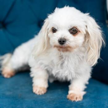 Maltese Dogs Available for Adoption in Zionsville, Indiana - Bella | PetCurious