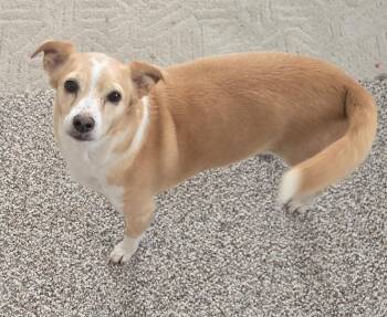 Abby -  Chihuahua Dog for Adoption in Puyallup, Washington - Abby | PetCurious