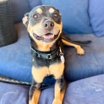 Mrs. Peacock -  Rottweiler Dog for Adoption in Ramona, California - Mrs. Peacock | PetCurious