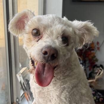 Ms. Sweet Pie Maya -  Maltipoo and Miniature Poodle Dog for Adoption in Ridgefield, Washington - Ms. Sweet Pie Maya | PetCurious