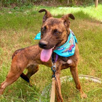 Nutmeg -  Greyhound and Plott Hound Dog for Adoption in Austin, Texas - Nutmeg | PetCurious