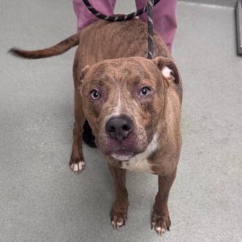 Pit Bull Terrier Dogs Available for Adoption - Kenyan | PetCurious