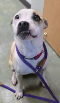 Pit Bull Terrier and Mixed Breed Dogs Available for Adoption in Edgewood, New Mexico - Mori | PetCurious