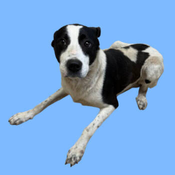 Rescue Terrier Dogs for Adoption in Tuscaloosa, Alabama - TUSC-Stray-82704 | PetCurious