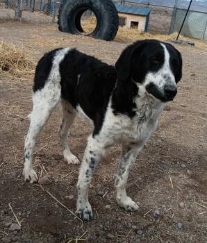 Border Collie Dogs Available for Adoption - Cecee | PetCurious