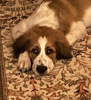 Rex -  Saint Bernard and Great Pyrenees Dog for Adoption in Magnolia, Texas - Rex | PetCurious