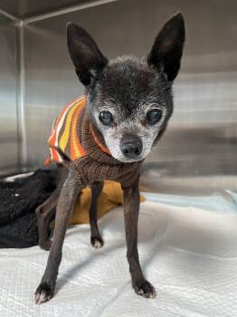 Chihuahua Dogs Available for Adoption in West Hollywood, California - Peter | PetCurious
