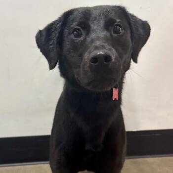 Tadpole -  Black Labrador Retriever Dog for Adoption in Portland, Oregon - Tadpole | PetCurious
