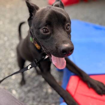 Remy -  Mixed Breed Dog for Adoption in Winston-salem, North Carolina - Remy | PetCurious
