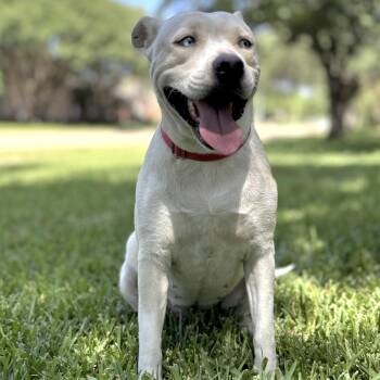 Rescue Pit Bull Terrier Dogs for Adoption in Lucas, Texas - Snow | PetCurious