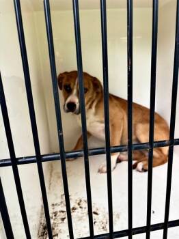 BENJAMIN -  Pit Bull Terrier Dog for Adoption - BENJAMIN | PetCurious
