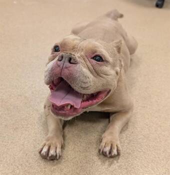 Spicy A219995 -  Pit Bull Terrier Dog for Adoption in Plano, Texas - Spicy A219995 | PetCurious