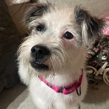 Terrier Dogs Available for Adoption in Holiday Hills, Illinois - Nipsey | PetCurious