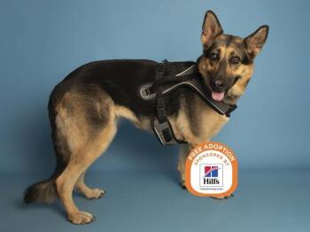 STELLA -  German Shepherd Dog Dog for Adoption in Phoenix, Arizona - STELLA | PetCurious