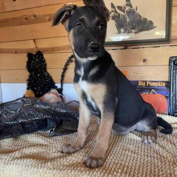Puppy Poppy - Courtesy Post -  German Shepherd Dog Dog for Adoption in Fulton, California - Puppy Poppy - Courtesy Post | PetCurious