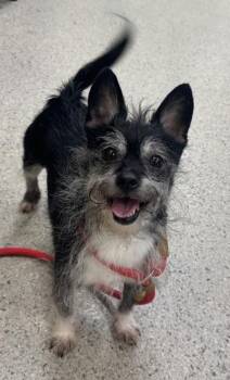 Terrier and Mixed Breed Dogs Available for Adoption in Fishers, Indiana - Scruffy | PetCurious