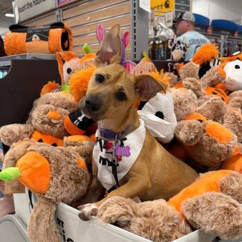 Chips N Dip -  Miniature Pinscher and Terrier Dog for Adoption in Hardeeville, South Carolina - Chips N Dip | PetCurious