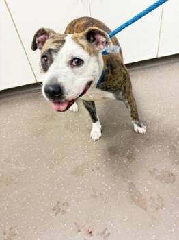 Minnie Mouse -  Pit Bull Terrier and Mixed Breed Dog for Adoption in South Bend, Indiana - Minnie Mouse | PetCurious