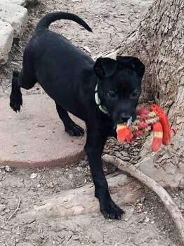 Labrador Retriever Dogs Available for Adoption in San Antonio, Texas - Ellie | PetCurious