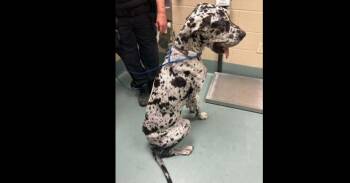 Great Dane Dogs Available for Adoption in Dallas, Texas - Great Dane Bane (CP) | PetCurious