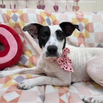 Mixed Breed Dogs Available for Adoption - Dust | PetCurious