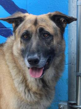 Rescue German Shepherd Dog Dogs for Adoption in Burbank, California - DOZER | PetCurious