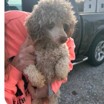 Poodle Dogs Available for Adoption - Whitney | PetCurious