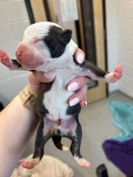Sprout -  Pit Bull Terrier Dog Available for Adoption in Chattanooga, Tennessee - Sprout | PetCurious