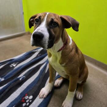 Lilo -  Boxer Dog for Adoption in San Jacinto, California - Lilo | PetCurious