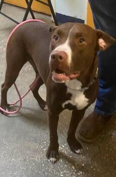 Shaggy -  Mixed Breed Dog for Adoption in Ocala, Florida - Shaggy | PetCurious