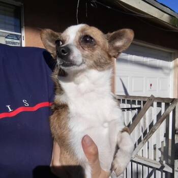 Chihuahua Dogs Available for Adoption - Coco | PetCurious