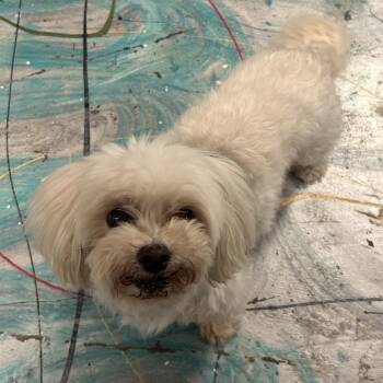 Bosley -  Coton De Tulear Dog for Adoption in Coos Bay, Oregon - Bosley | PetCurious