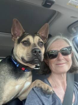 Carmen (happy, playful, smart, and affectionate) -  German Shepherd Dog and Black Mouth Cur Dog for Adoption in Grand Rapids, Michigan - Carmen (happy, Playful, Smart, And Affectionate) | PetCurious